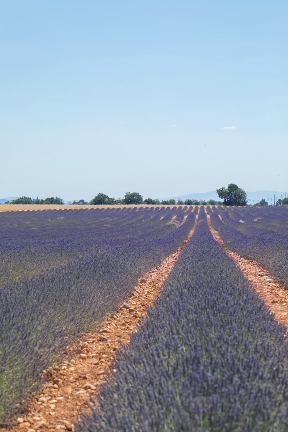 a field of lavender