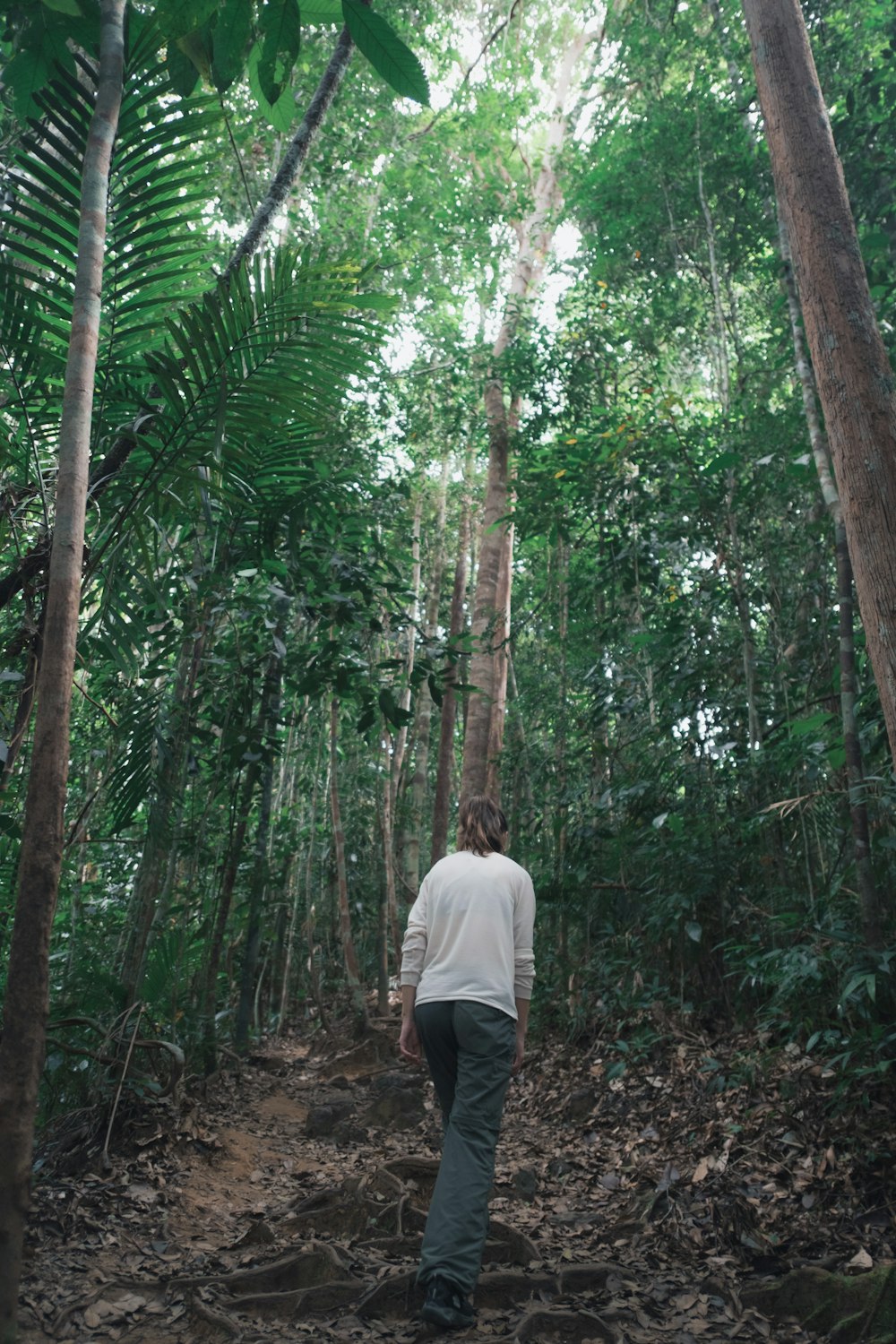 uma pessoa andando em uma floresta