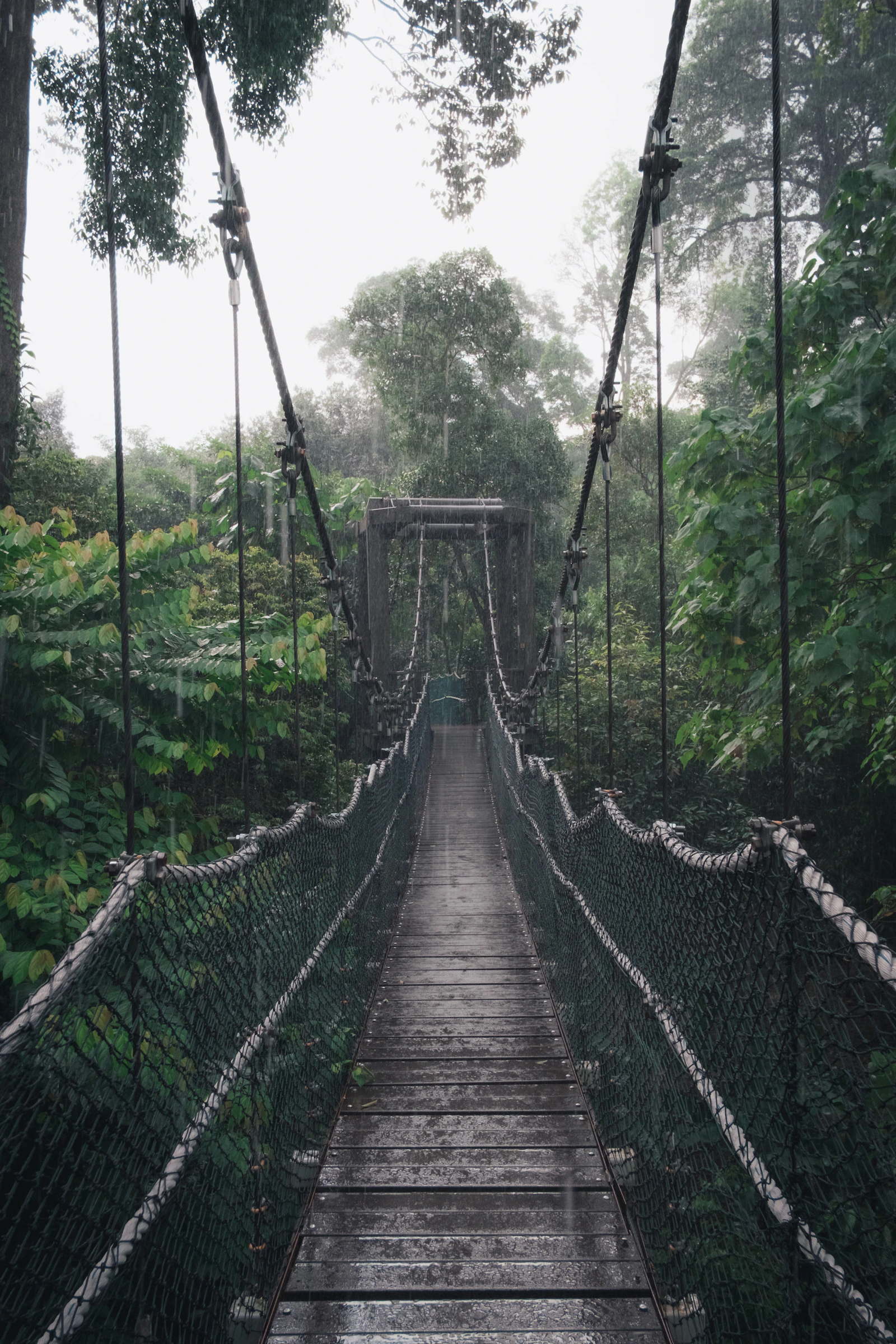 Treetop Walkway