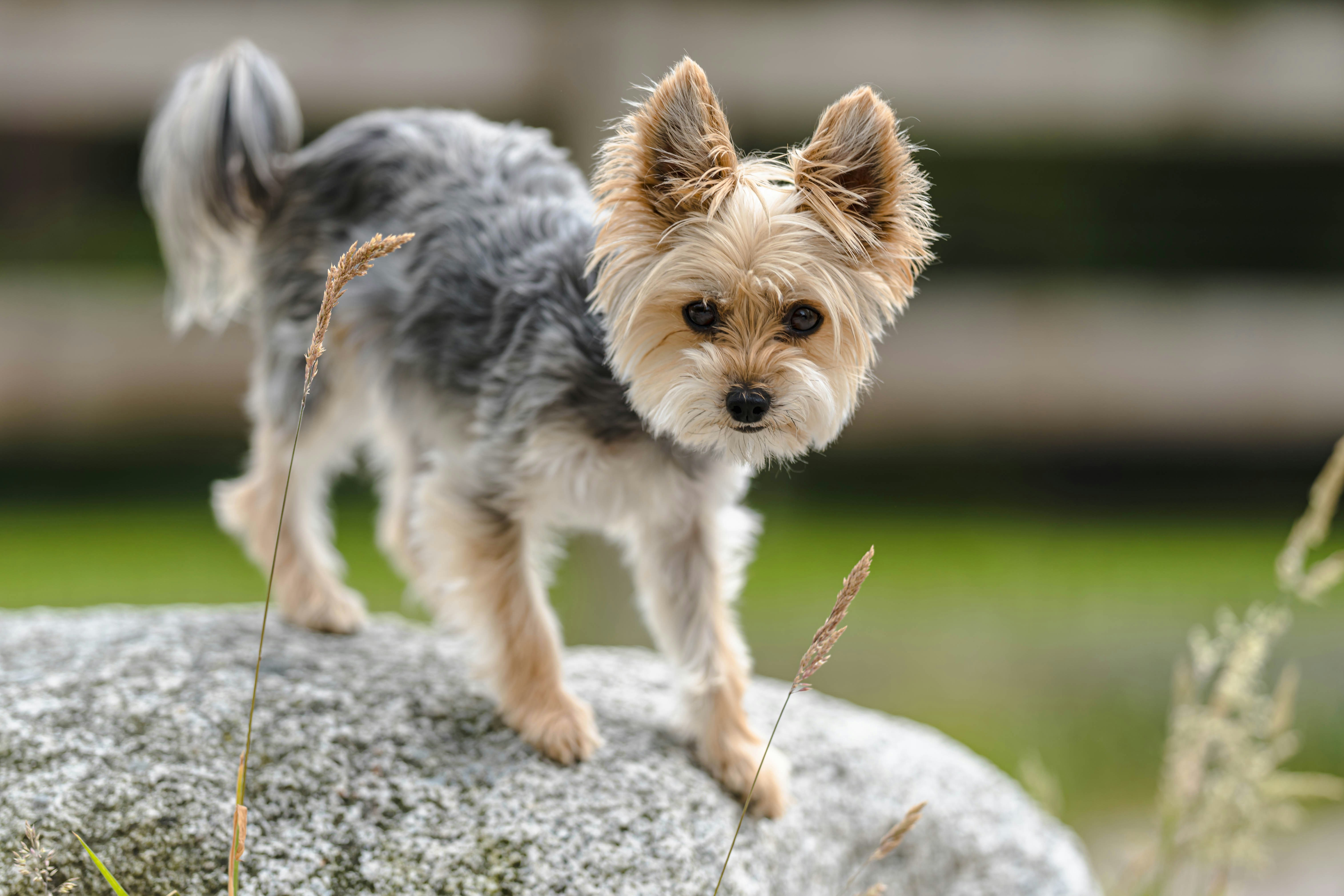 a dog standing on a rock