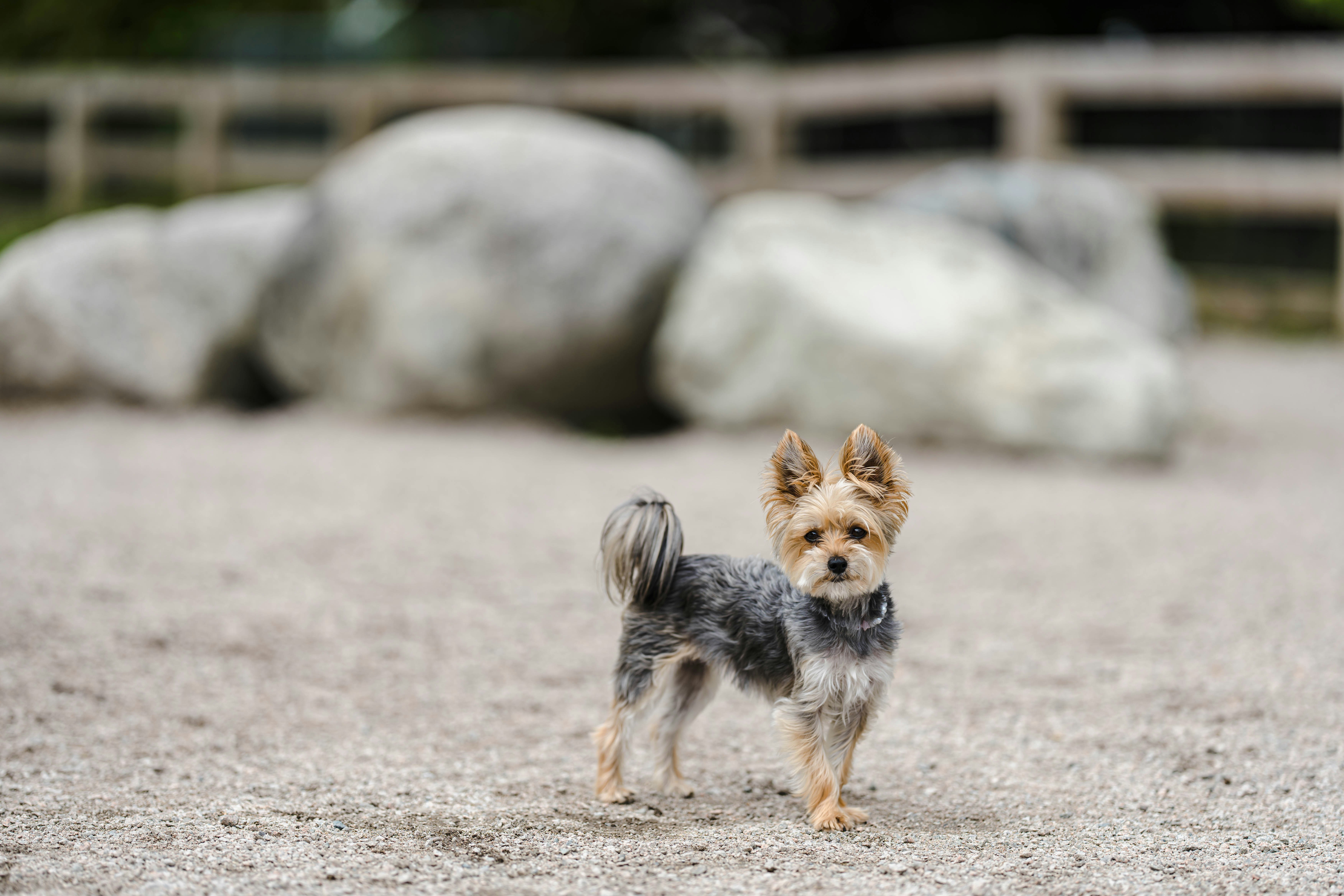 a dog running in a field