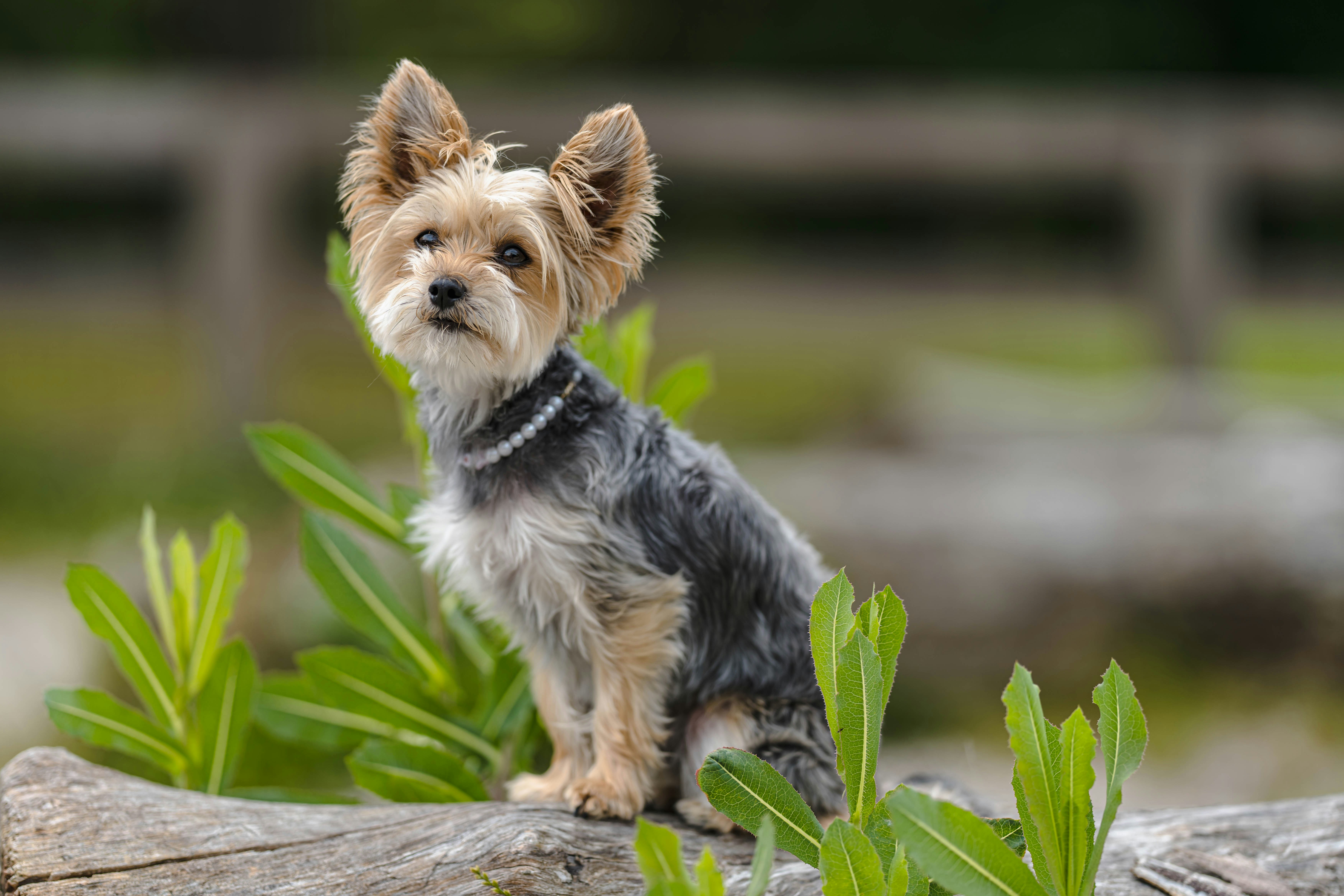 woman wearing yellow long-sleeved dress under white clouds and blue sky during daytime
