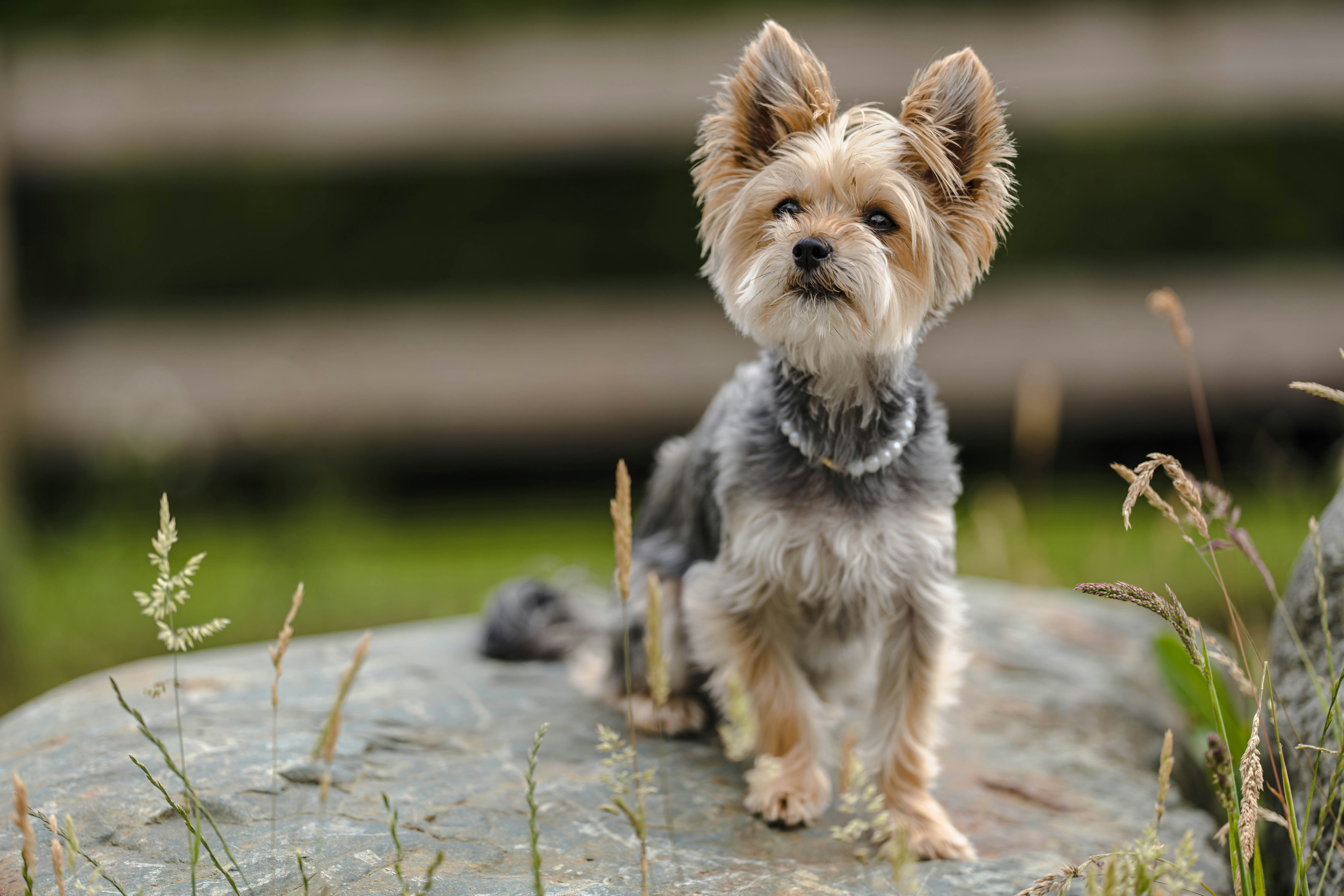 Photo by kindphotosyvr