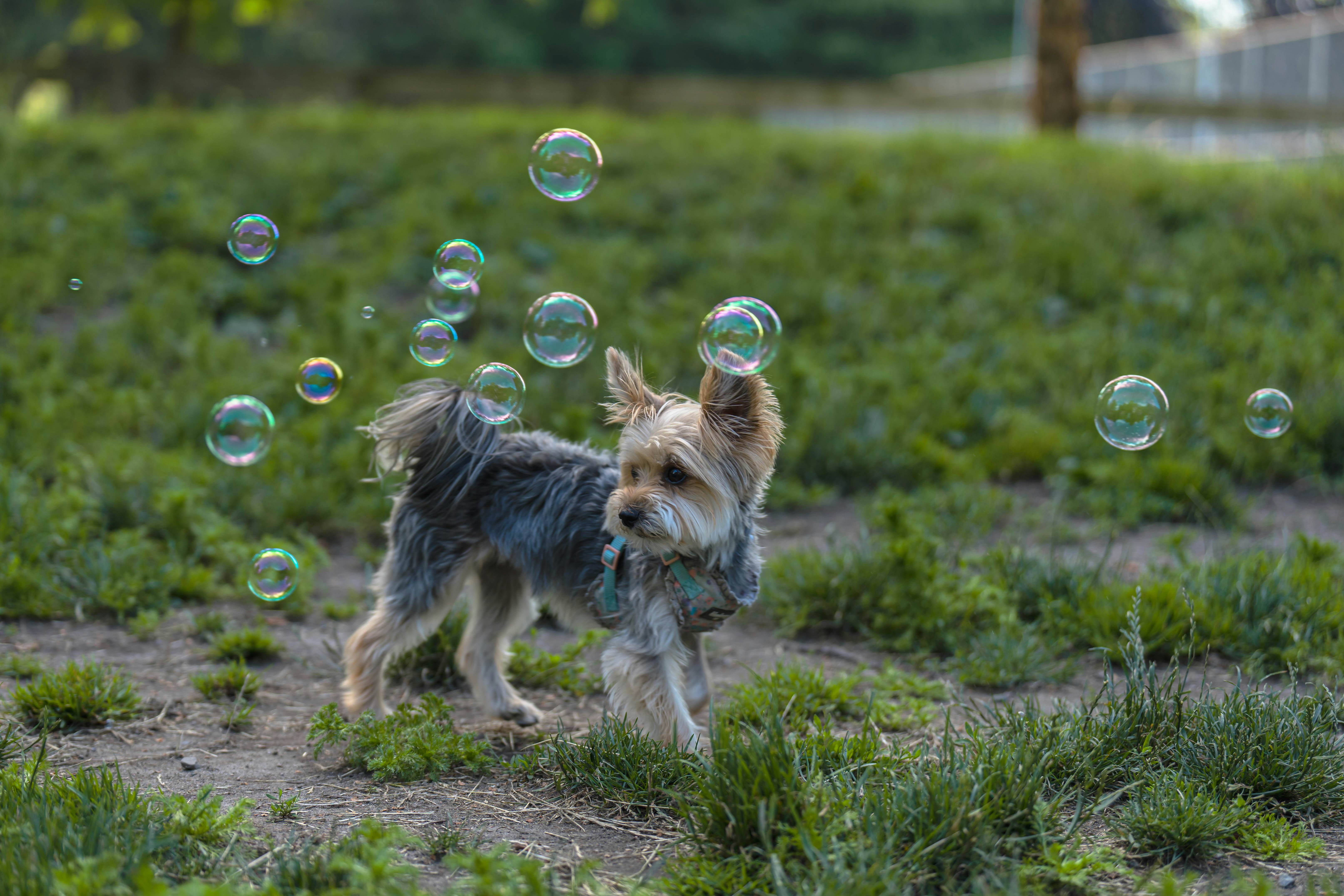 a dog running in the grass with bubbles in the air