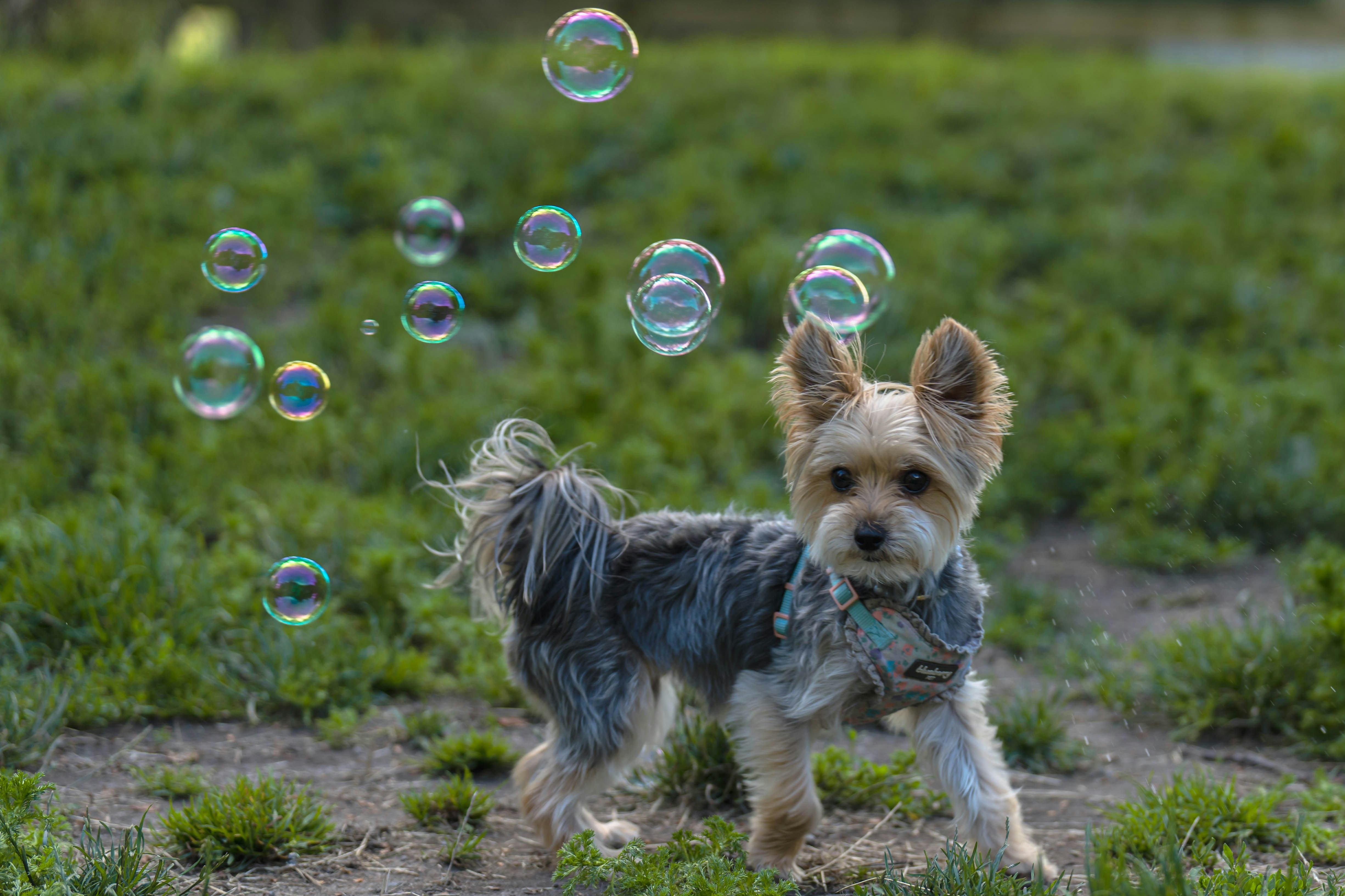 a dog running with bubbles in the air