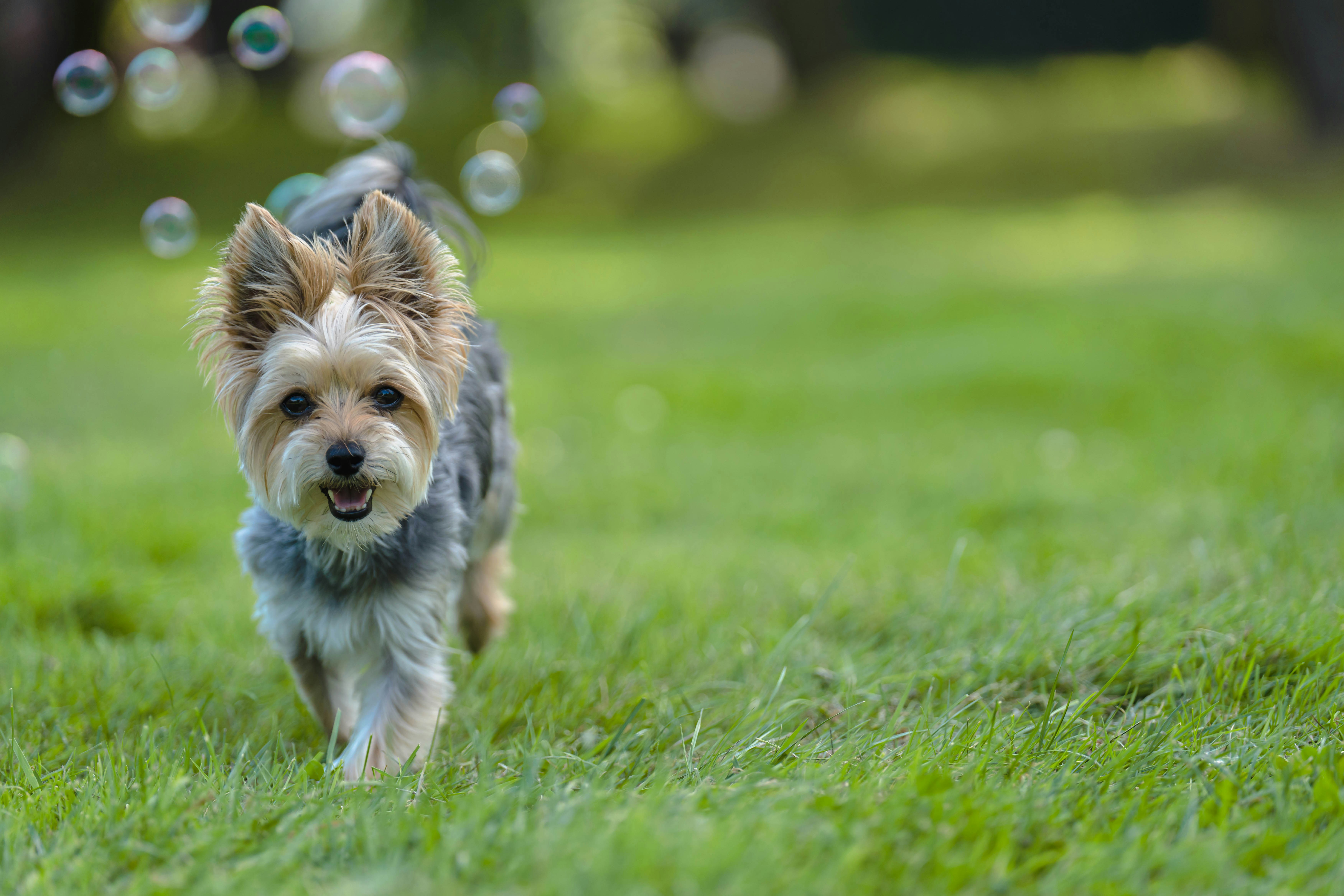 a dog running in the grass