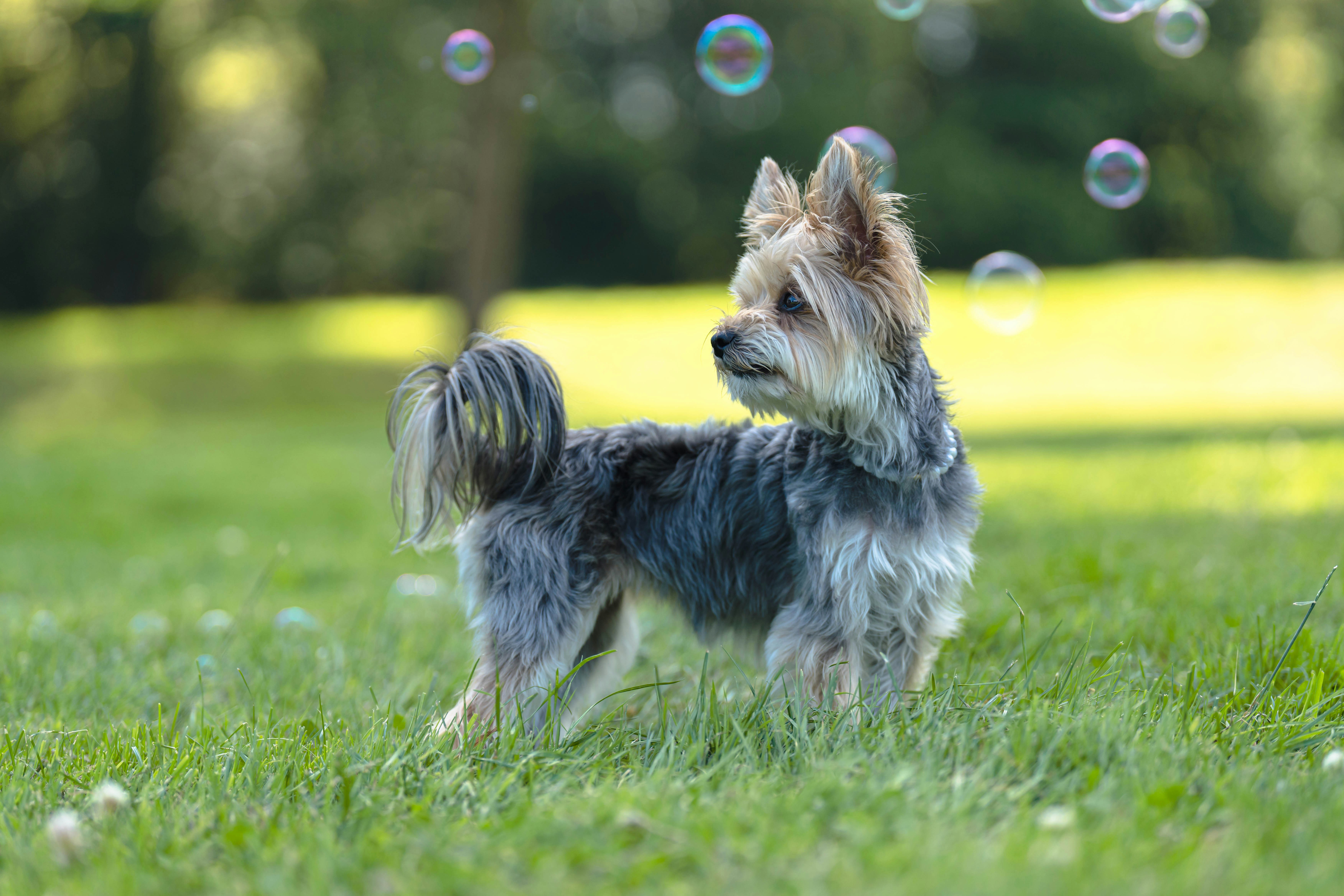a dog running in a grassy area
