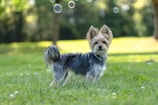 a dog running in a grassy area