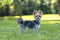 a dog running in a grassy area