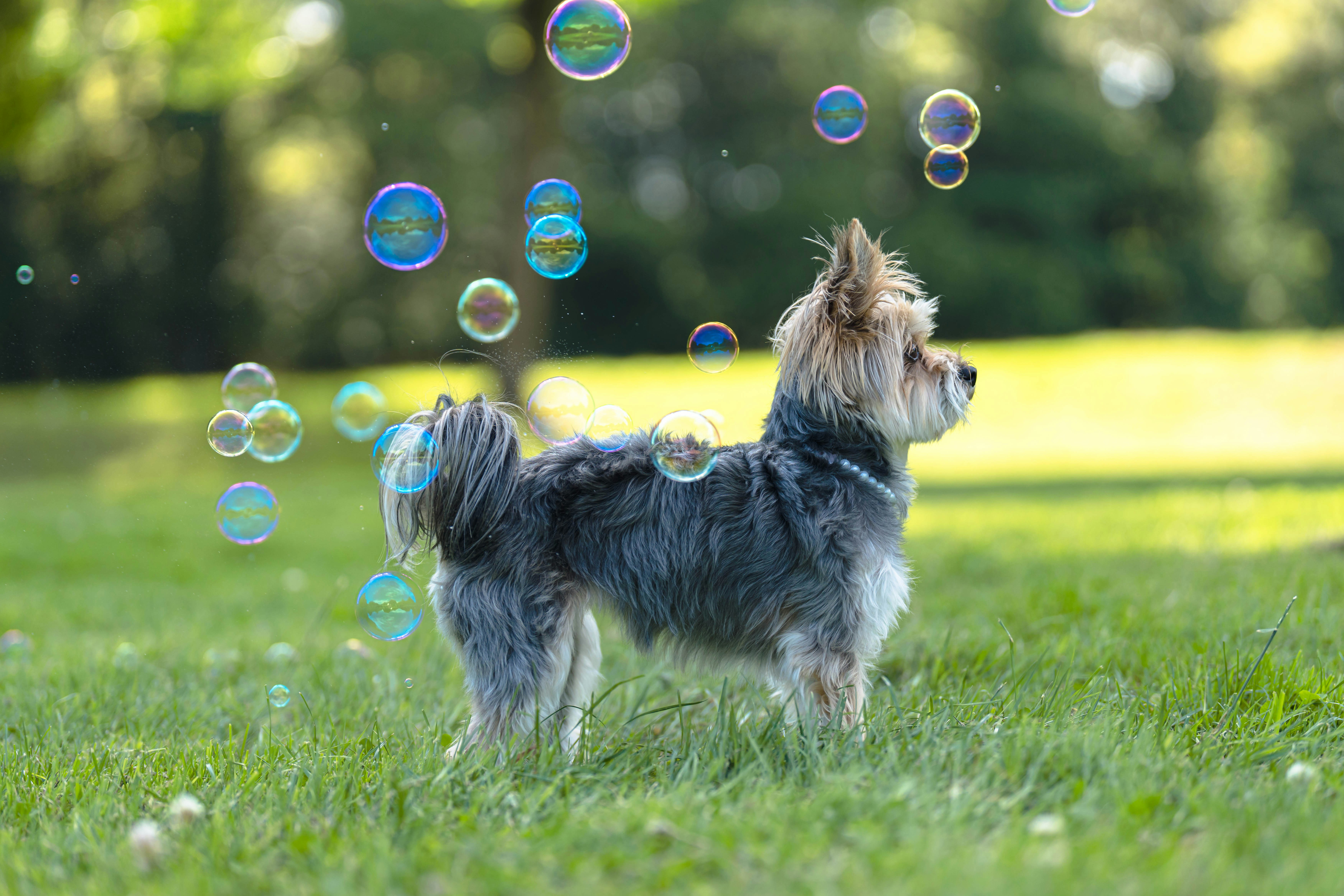 a dog running in a grassy area with bubbles in the air