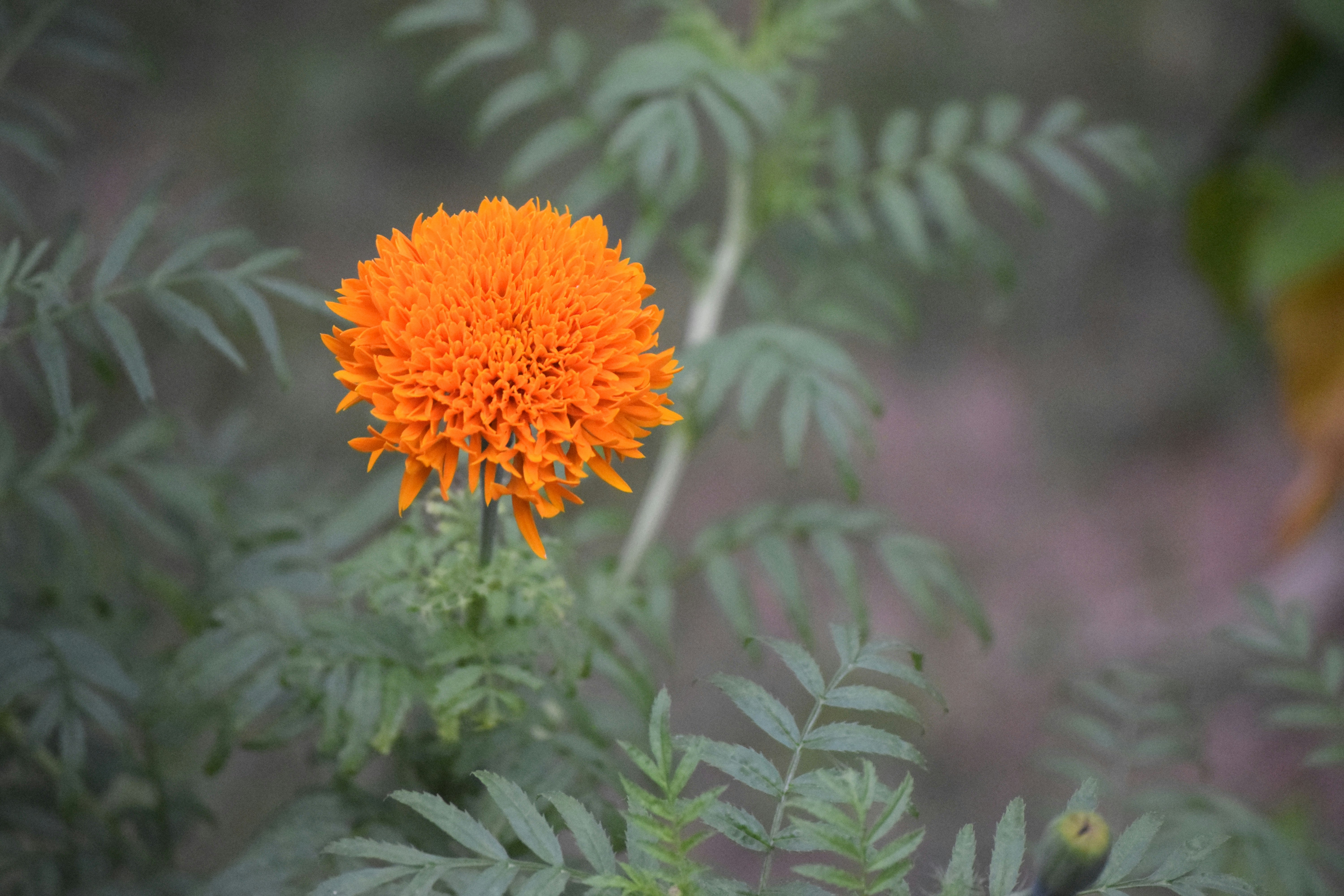 Photo by praswinprakashan