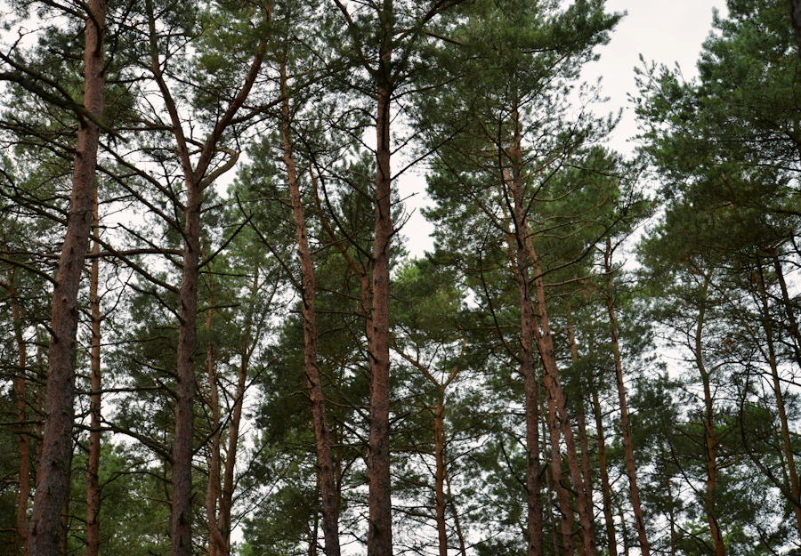 Veluwe