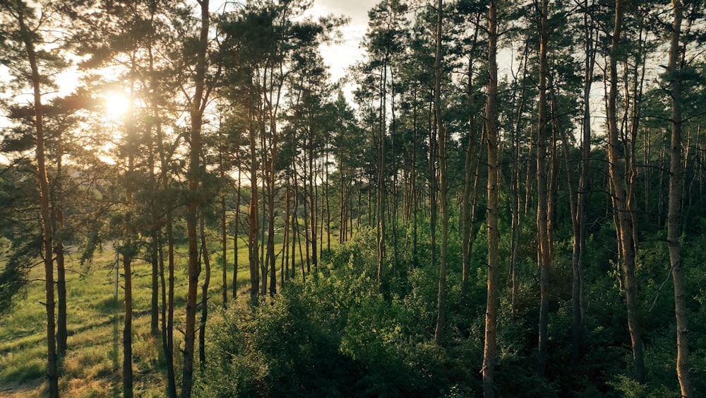 sun shining through the trees