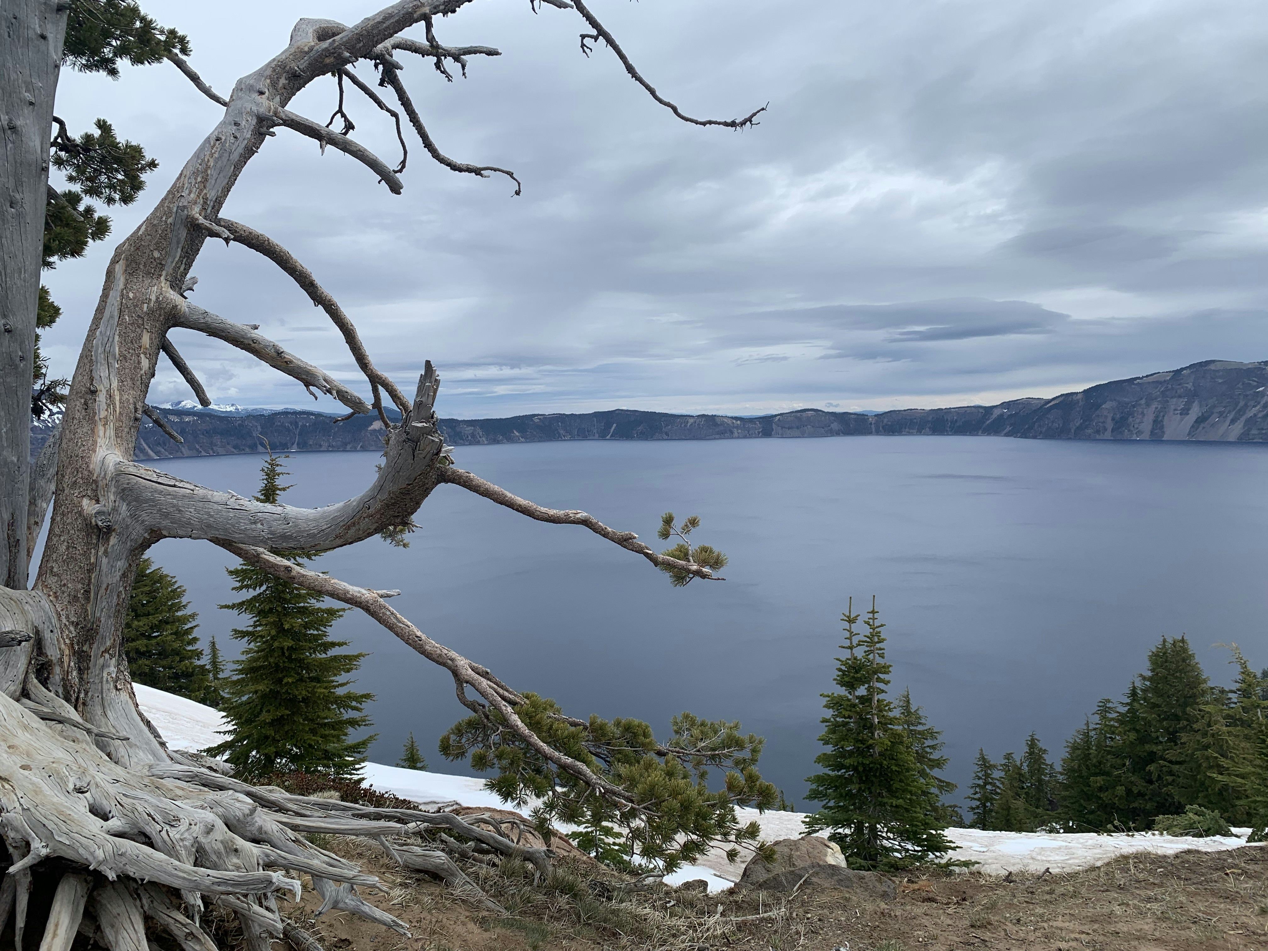 un arbre sans feuilles devant un lac