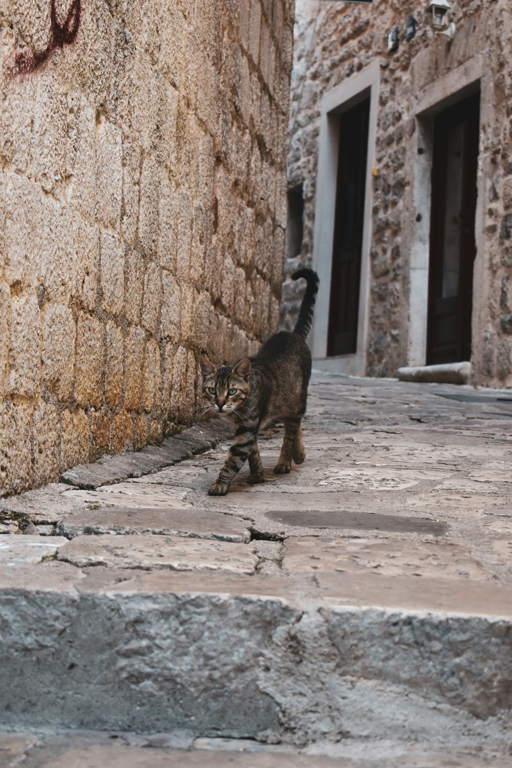 Eine Katze geht auf einer Straße