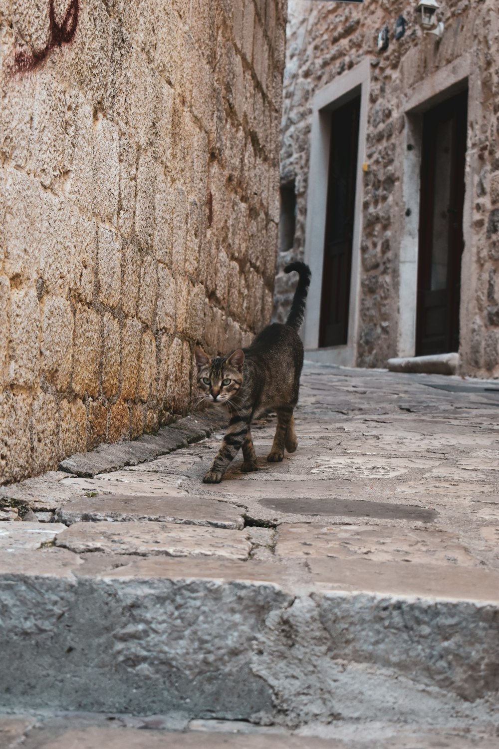 Un gatto che cammina su una strada