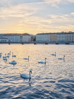 Understanding Geneva’s Rental Market