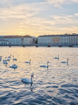 Understanding Geneva’s Rental Market