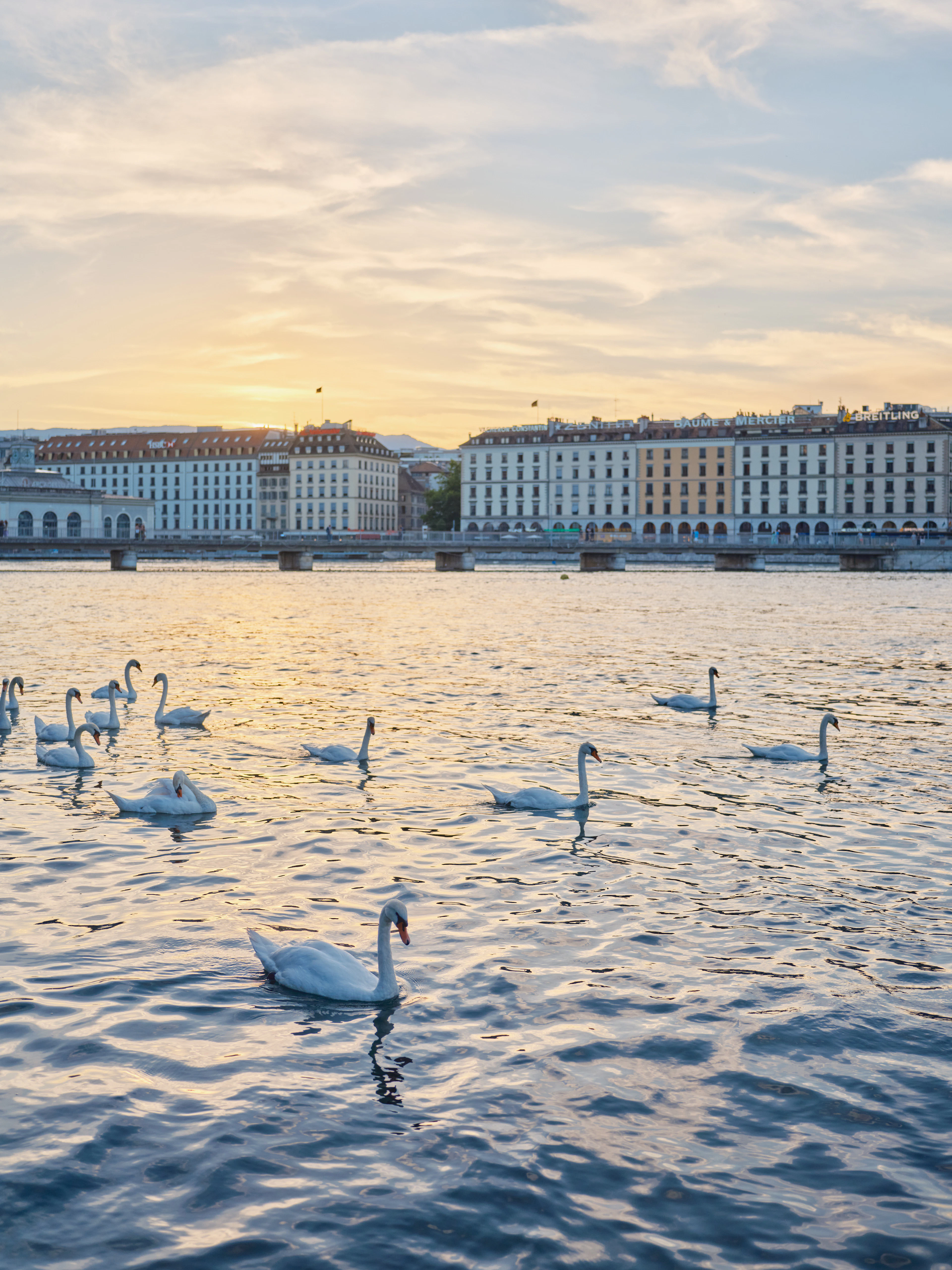 Swans glide on Lake Geneva at sunset with waterfront buildings glowing gold behind them.