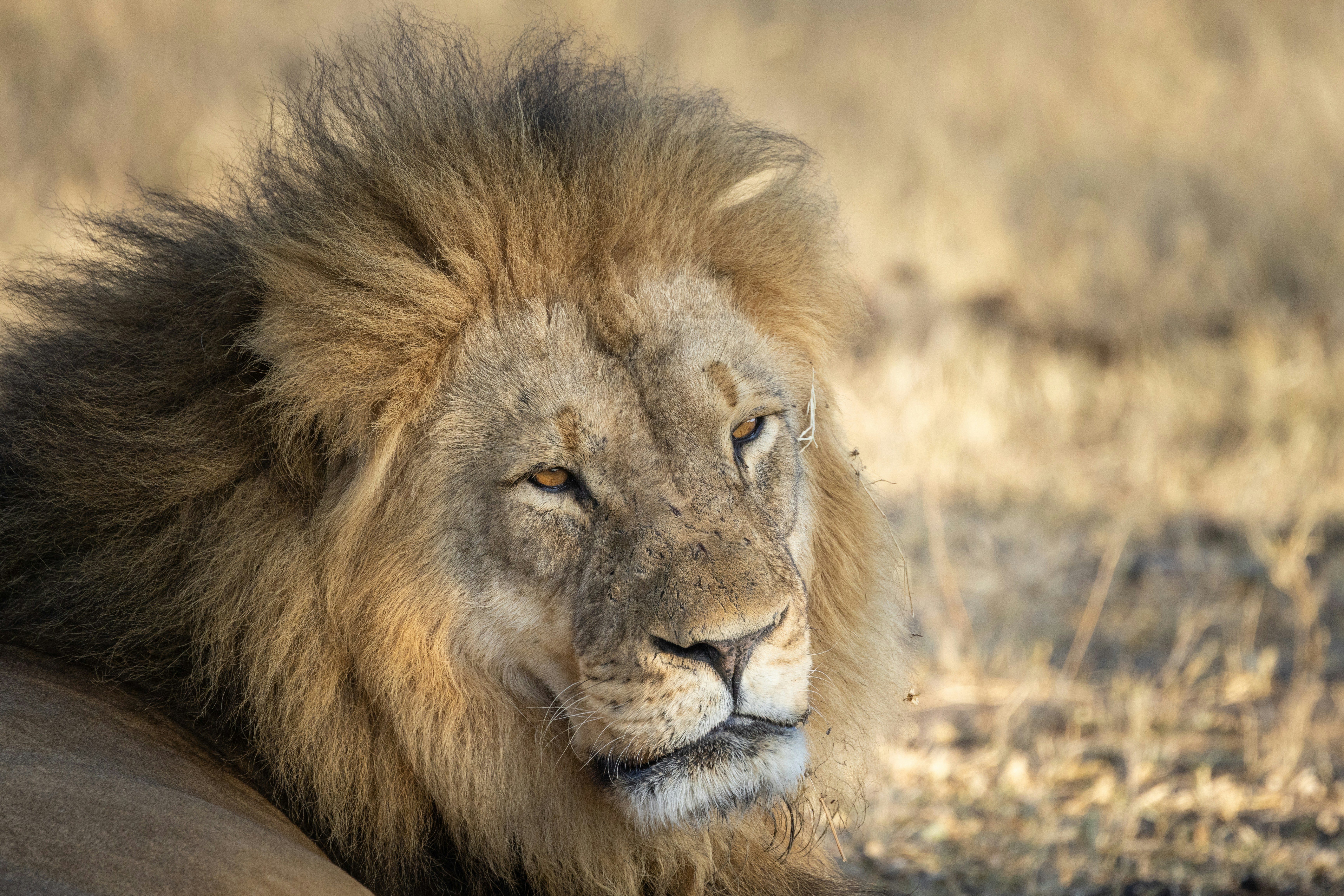This is one of the younger two male lions who took over Cecil the lion's pride