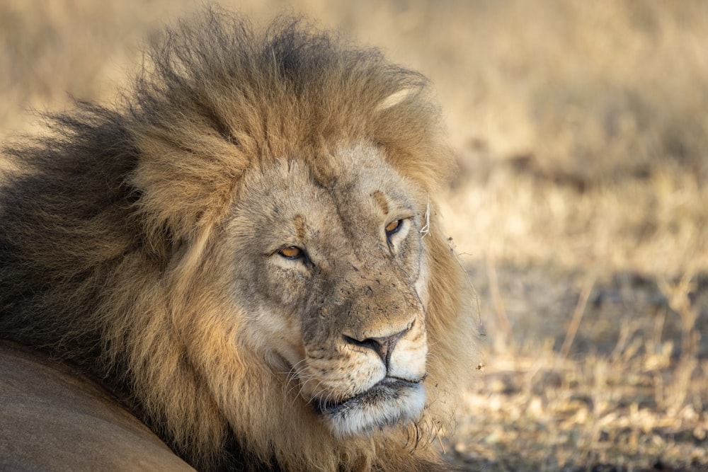 Un león acostado