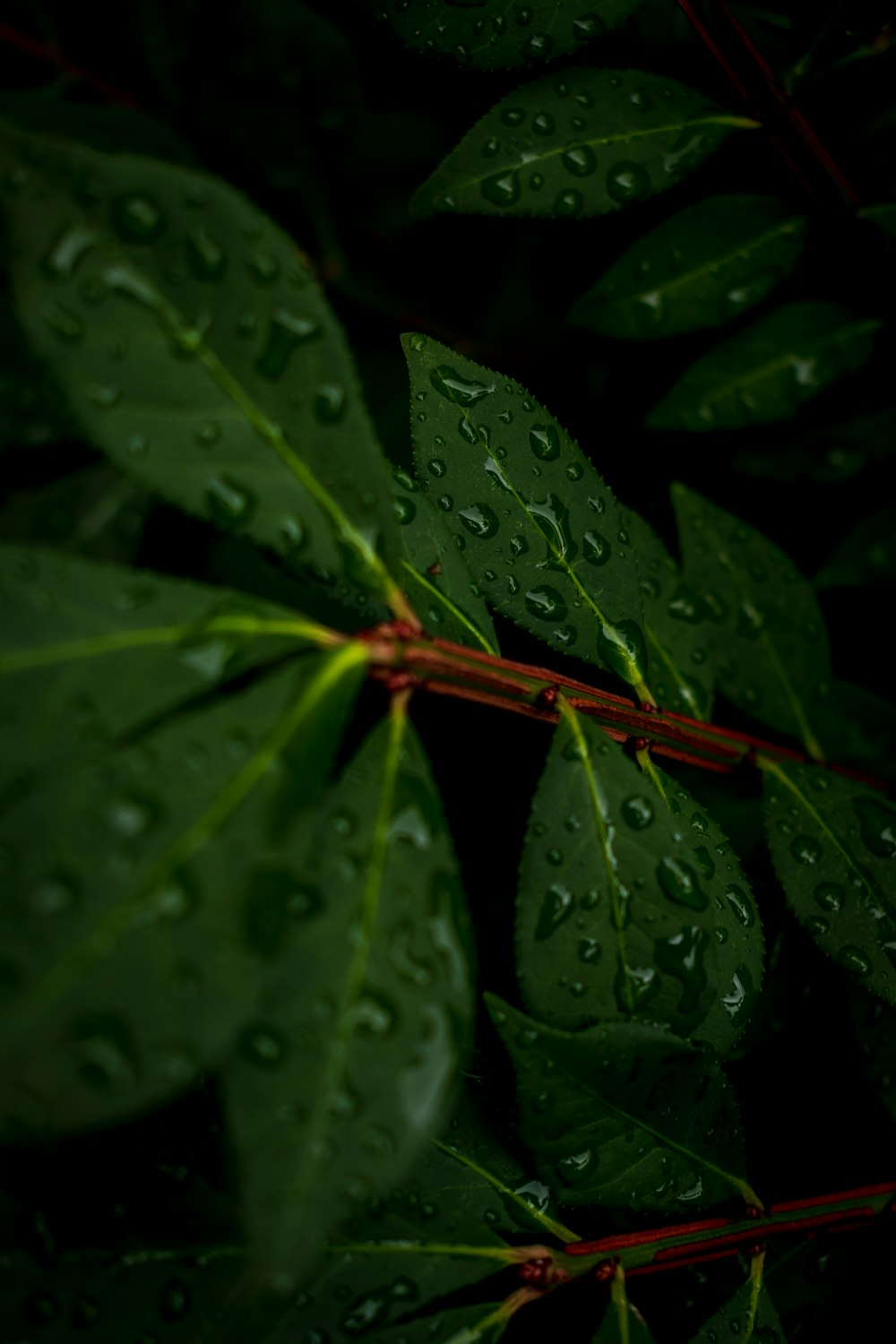 a close-up of water droplets on a leaf