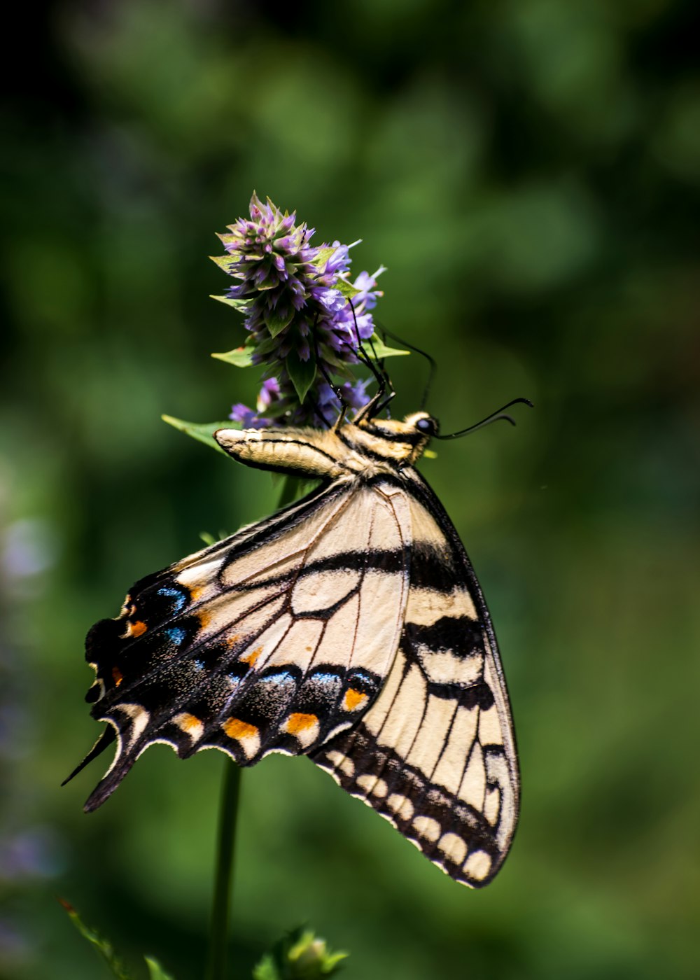 a butterfly on a flower