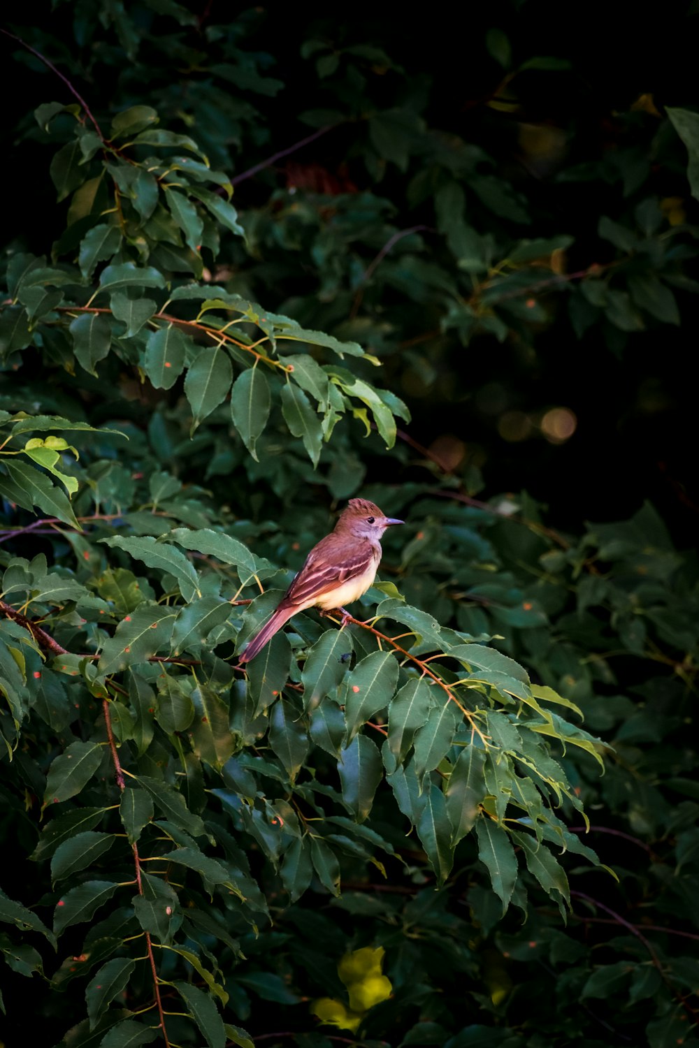a bird perched on a bush