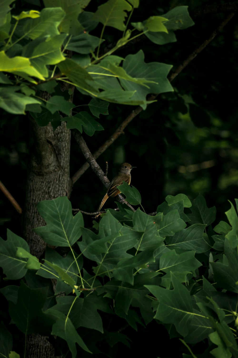 a bird perched on a tree branch