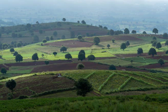 a landscape with trees and grass with Val d'Orcia in the background