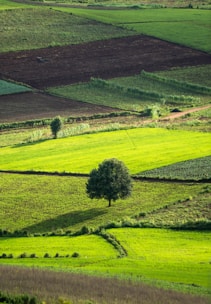 a tree in a field