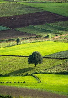 a tree in a field