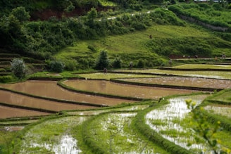 a large field with a pond
