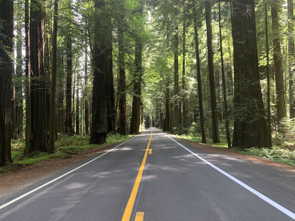 a road in the woods