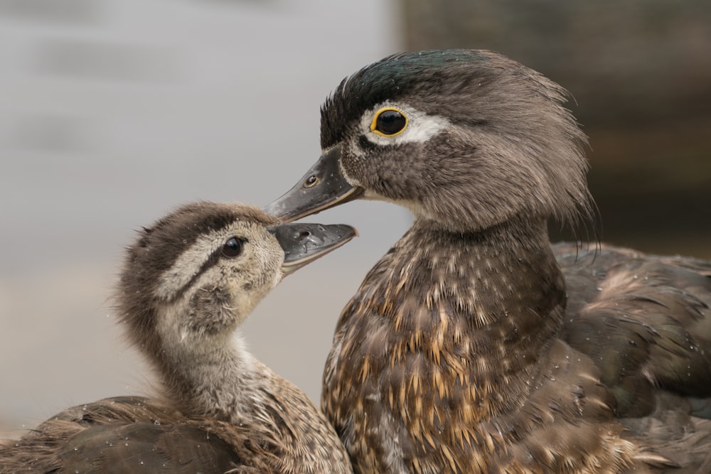 a group of baby birds