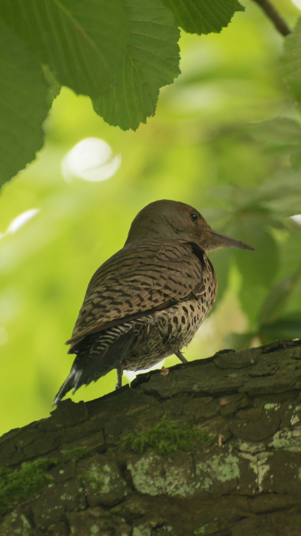 Ein Vogel steht auf einem Felsen