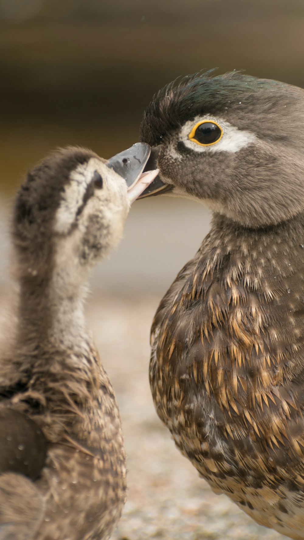 a close up of two birds