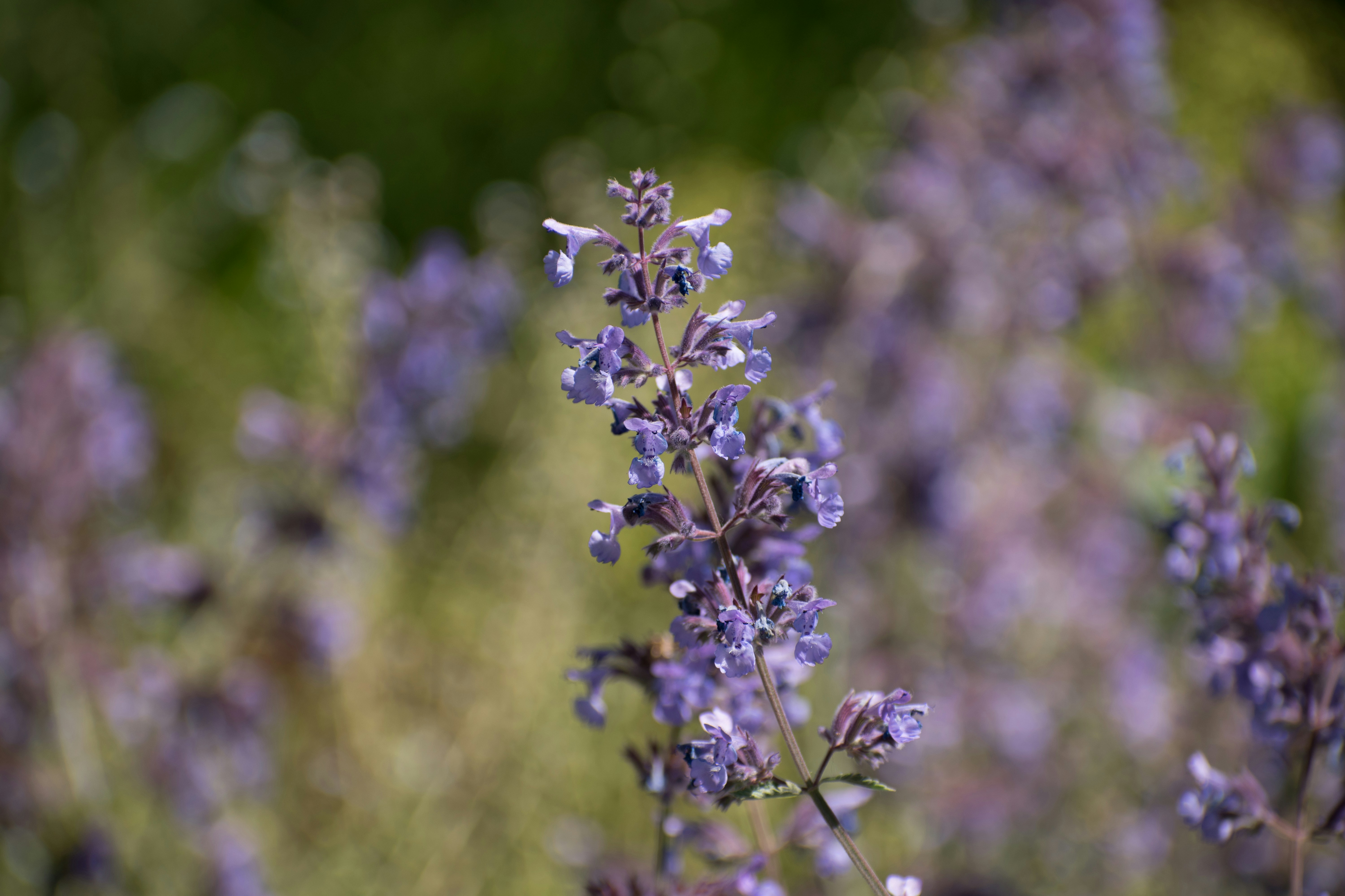 Photo by albertstoynov