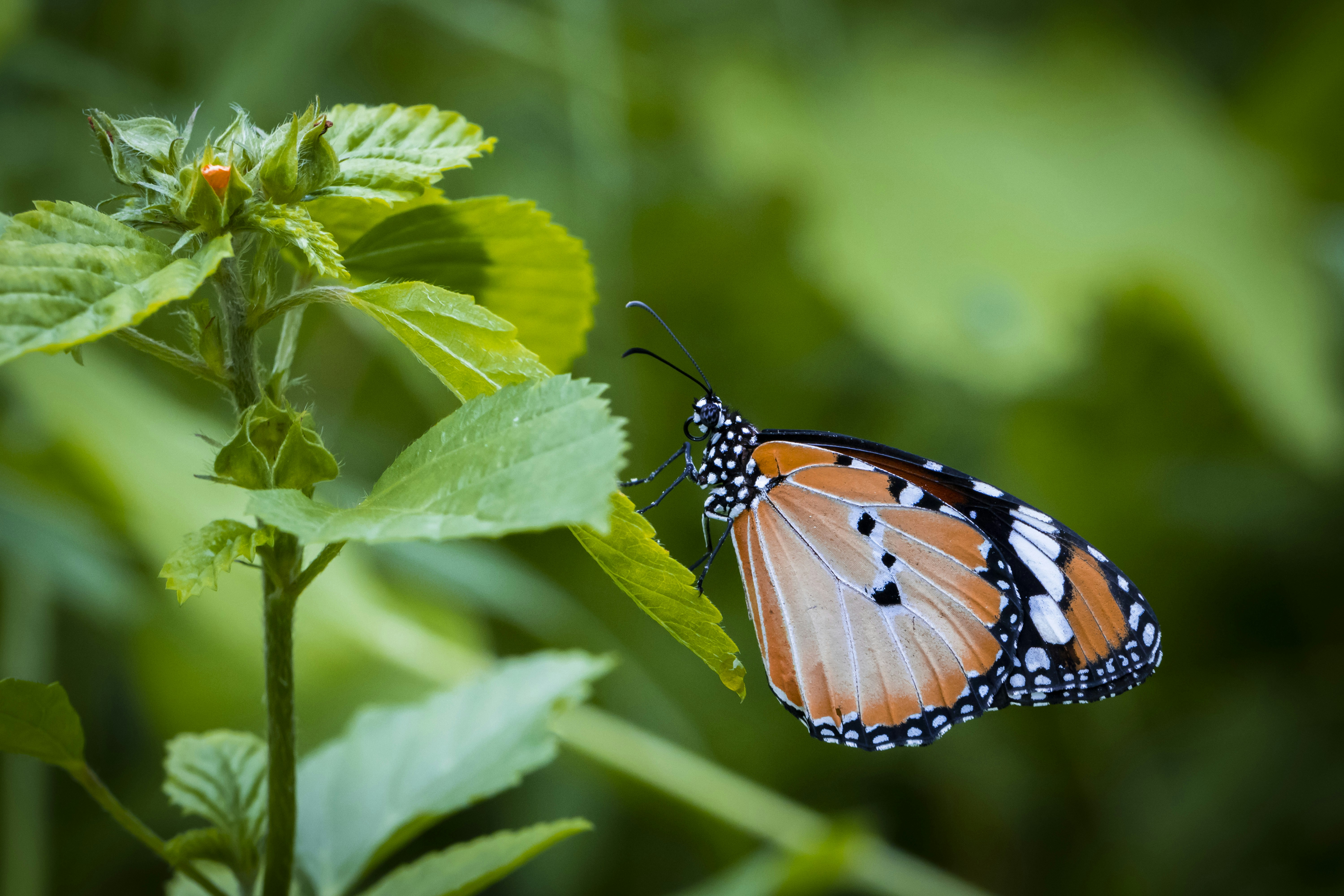 a butterfly on a flower