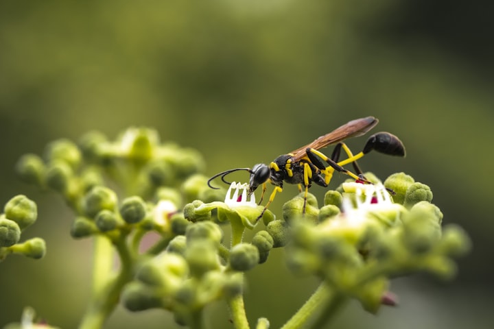 How To Get Rid Of Wasps 