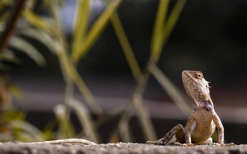 a lizard on a branch