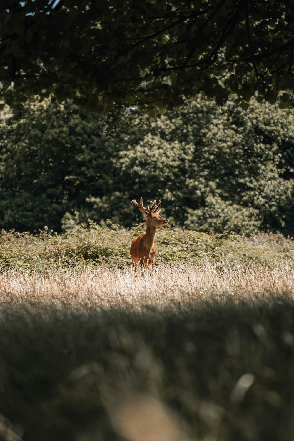 a deer in a field