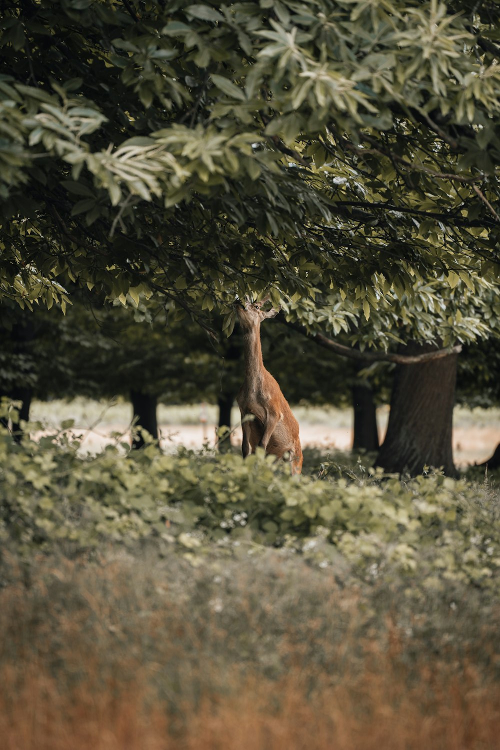 giraffes in a zoo exhibit