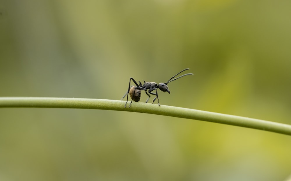 a bug on a stick