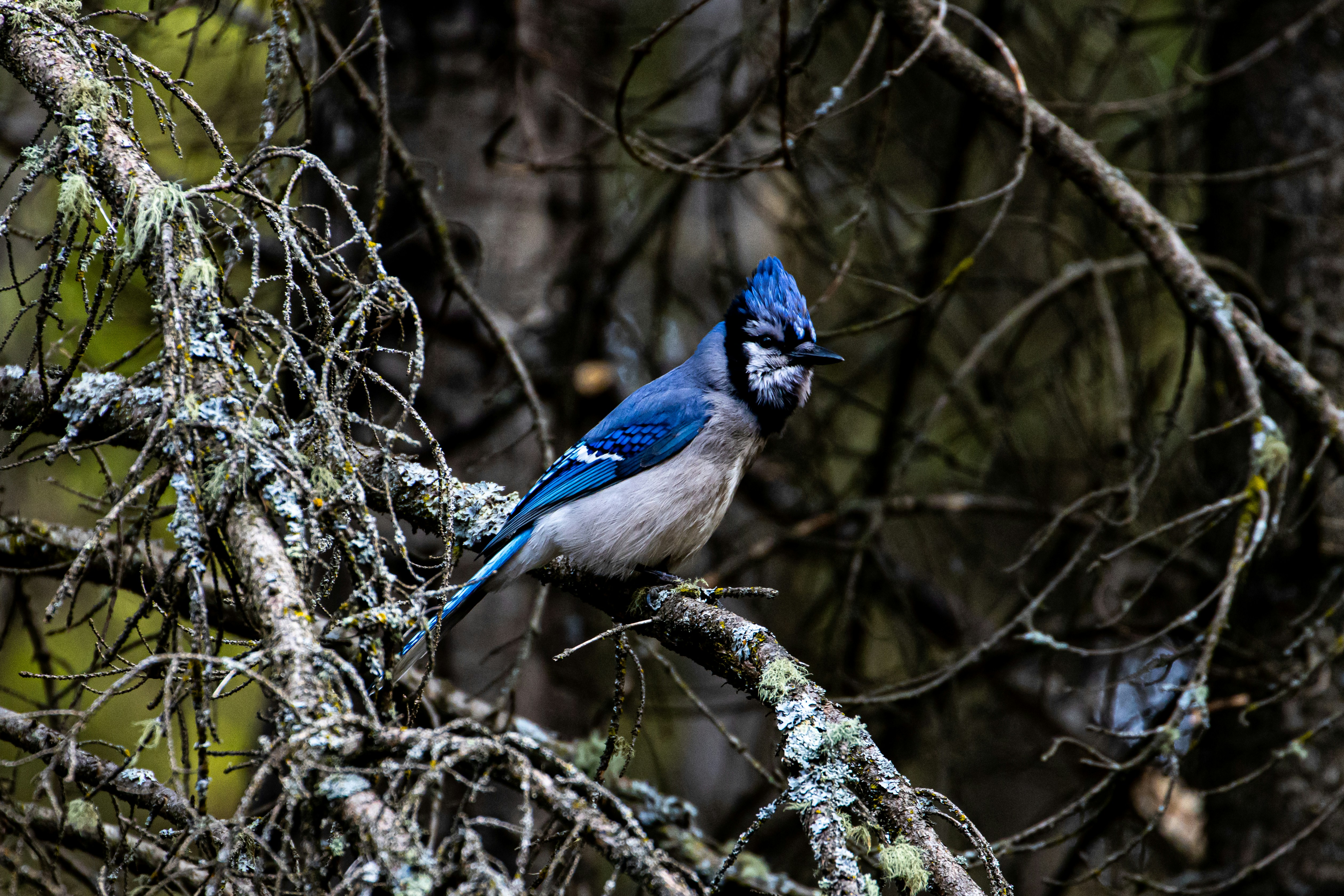 a blue bird sitting on a tree branch
