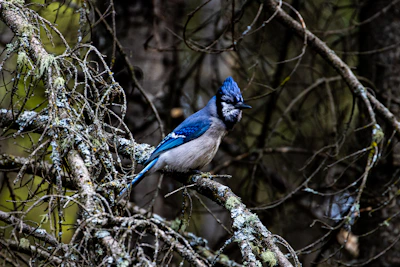 a blue bird sitting on a tree branch