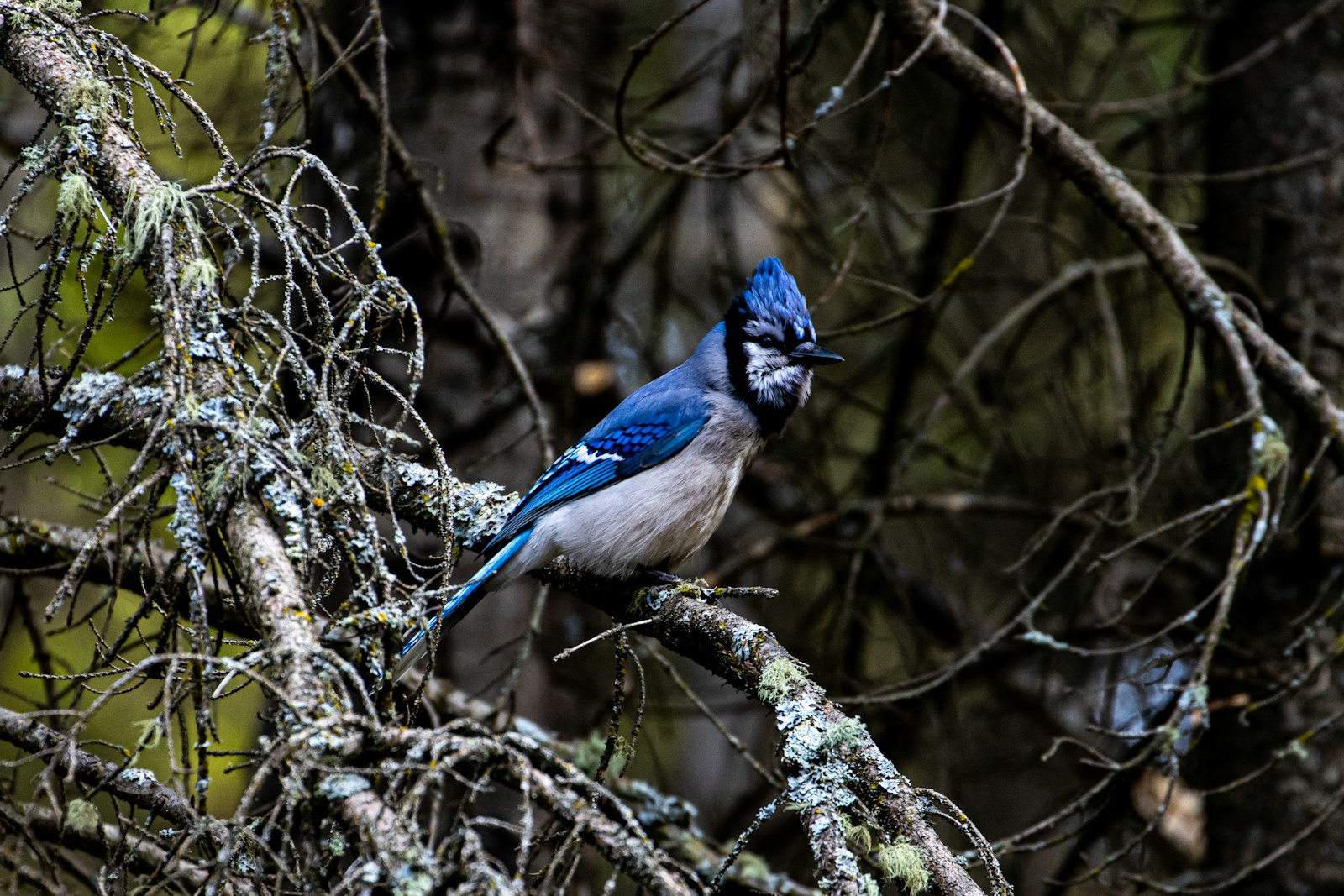 Wildlife Wednesday - Bluejay