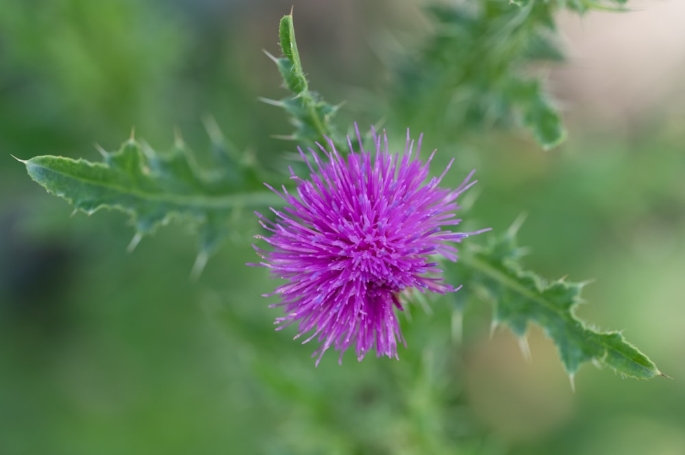 a purple flower with green leaves