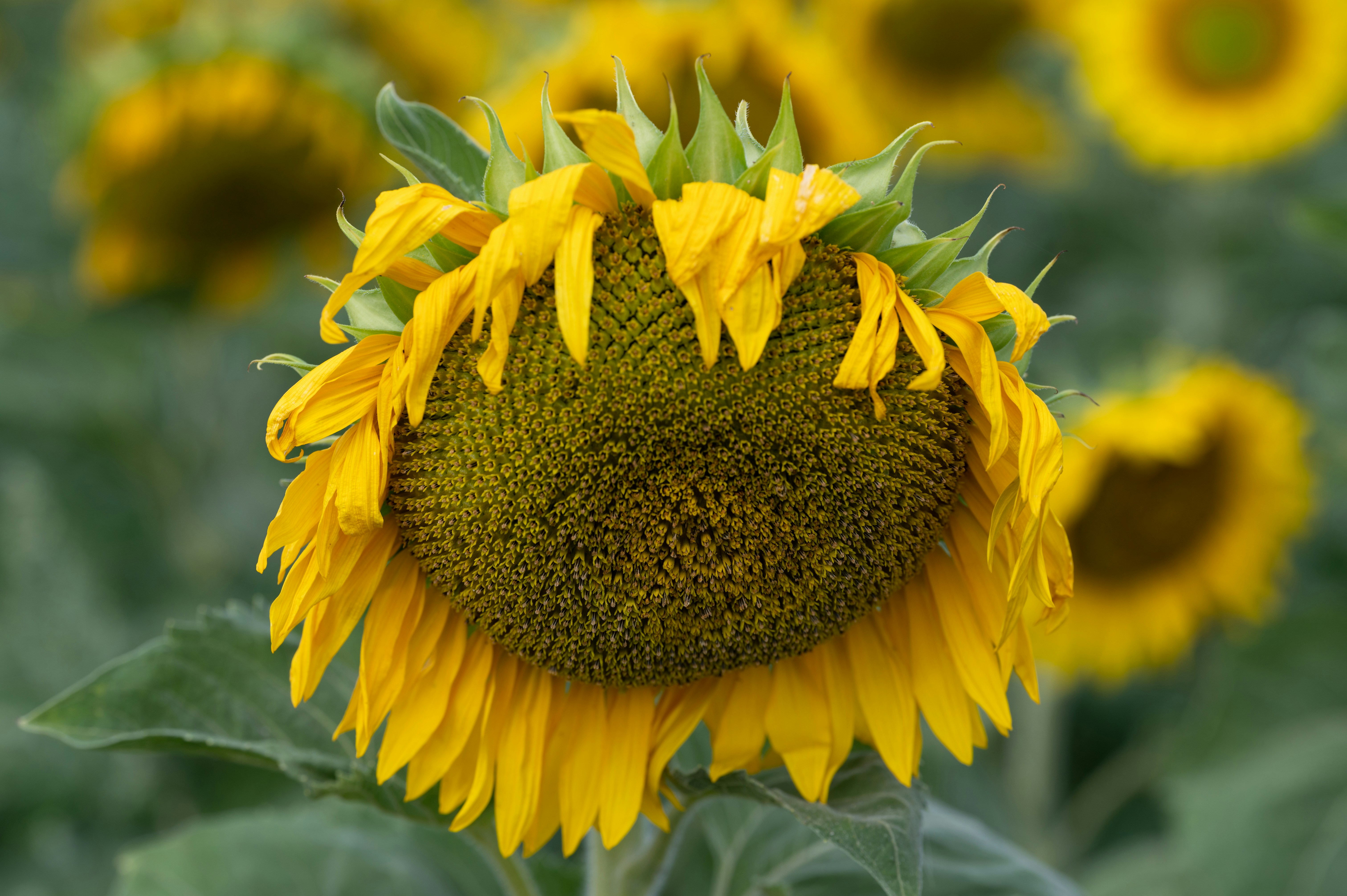 a close up of a sunflower