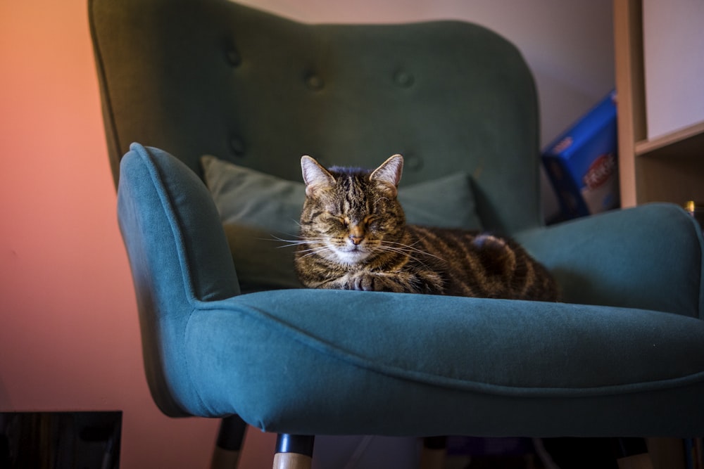 a cat sitting on a chair